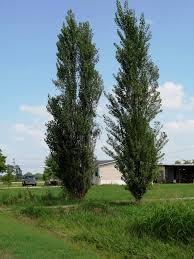 Populus nigra Italica