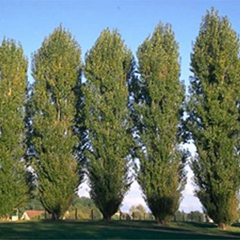 Populus nigra Italica