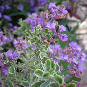 Prostanthera rotundafolia