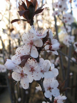 Prunus cerasifrea Oakville Crimson Spire