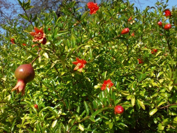 Punica Granatum Nana Dwarf Pomegranate