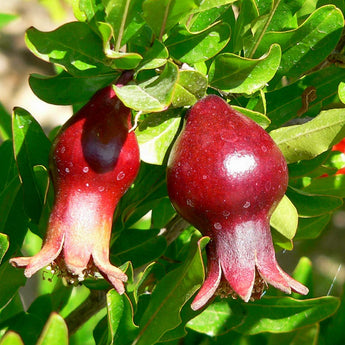 Punica Granatum Nana Dwarf Pomegranate