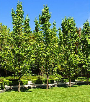 Pyrus Calleryana Capital, Ornamental Pear