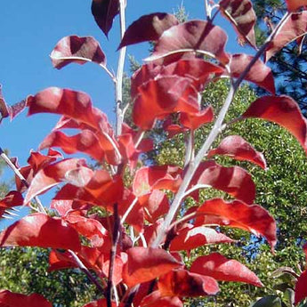 Pyrus calleryana Red Spire Ornamental Pear