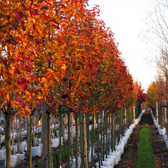 Pyrus calleryana Red Spire Ornamental Pear