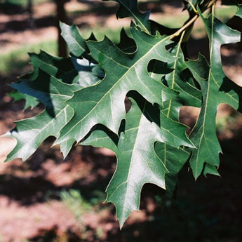 Quercus palutrus Pringreen