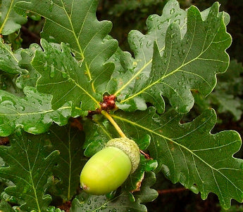 Quercus robur English Oak