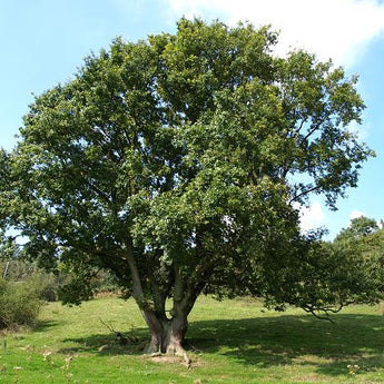 Quercus robur English Oak