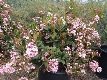 Raphiolepsis Umbellata Springtime