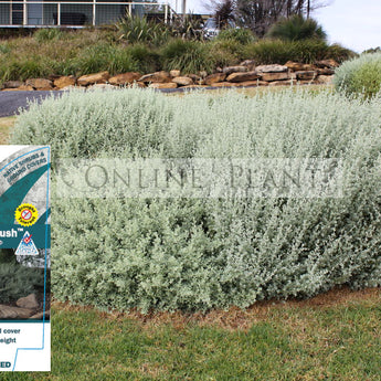 Rhagodia Aussie Flat Bush | Online Plants Melbourne, Australia