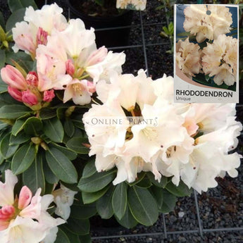 Rhododendron, Unique