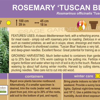 Rosemary Tuscan Blue
