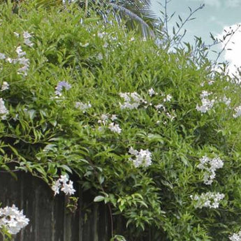 Solanum Jasminoides Potato Vine