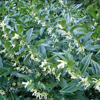 Sarcococca confusa Sweet Box