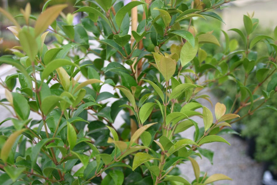 Syzygium Australe Lilly Pilly Tree - Online Plants Australia