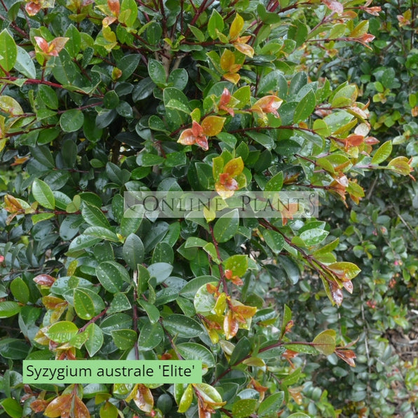 Lilly Pilly Hedge Plants & Tree for Sale - Online Plants Australia