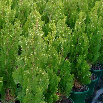 Thuja orientalis Shirls Supreme