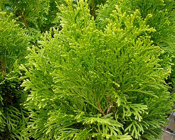 Thuja Occidentalis Smaragd