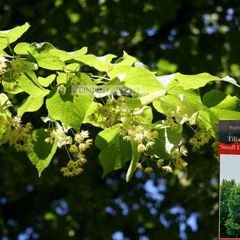 Tilia cordata Greenspire Linden Tree