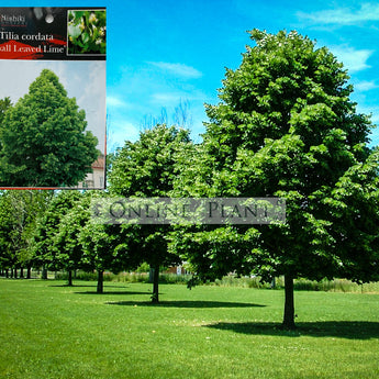 Tilia cordata Greenspire Linden Tree