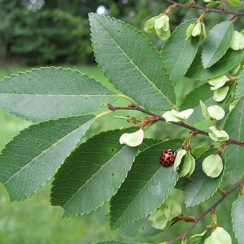 Ulmus parvifolia, chinese elm