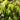Waterhousia Floribunda Weeping Lilly Pilly