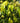 Waterhousia Floribunda Weeping Lilly Pilly