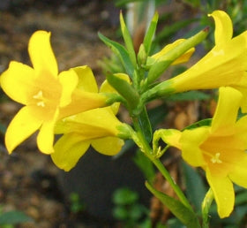 Gelsemium sempervirens, yellow jessamine