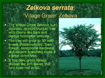 Zelkova serrata Green Vase